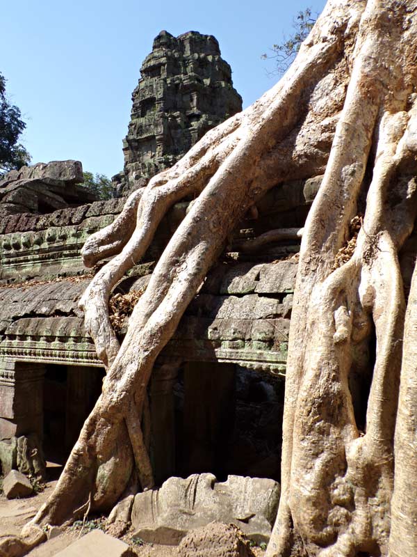 Le radici all'interno del Ta Prohm avvolgono con forza le rocce del tempio