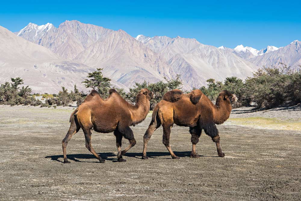 I tipici cammelli della Nubra Valley, una delle maggiori attrazioni in Ladakh