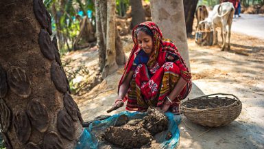 Una donna fuori casta in Bangladesh raccoglie lo sterco delle vacche per poterlo vendere come combustibile una volta essiccato