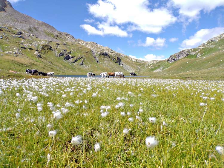 Mucche al pascolo in prossimità del lago Grande, circondate da bellissimi fiori bianchi